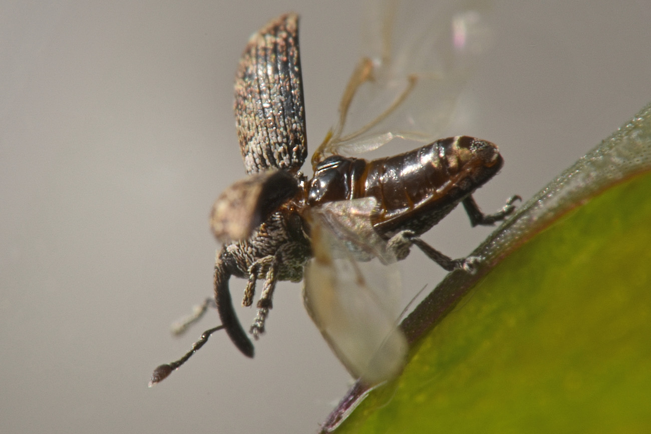 Curculionidae: Smicronyx sp.?  S, Smicronyx jungermanniae